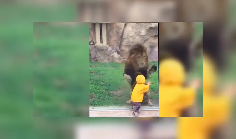 YouTube viral: niño quería fotografía junto a león en su recinto y así reacciona furioso depredador [VIDEO]