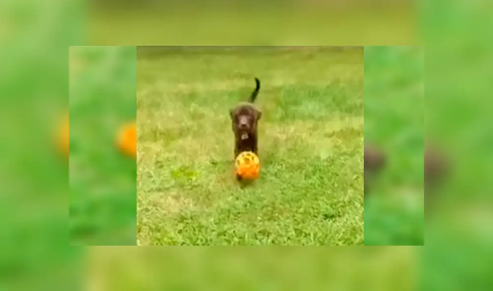 En Facebook, un perro quiso divertirse al lado de su dueño sin imaginar que cometería un tremendo blooper. En Facebook, un perro quiso divertirse al lado de su dueño sin imaginar que cometería un tremendo blooper.