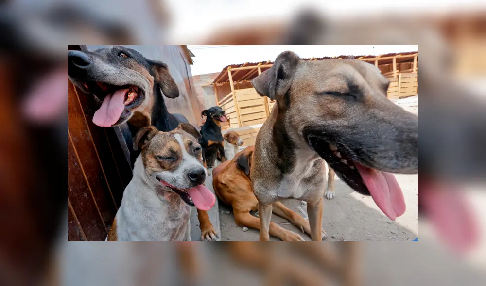 Maltrato animal Maltrato animal