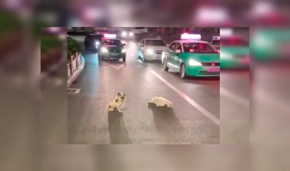 La conducta del can conmovió a conductores y transeúntes, quienes no dudaron en grabarlo y compartirlo en las redes La conducta del can conmovió a conductores y transeúntes, quienes no dudaron en grabarlo y compartirlo en las redes