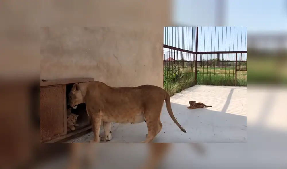YouTube viral: Mujer se acerca a recinto de feroz leona y esta la ataca por cuidar a sus bebés [VIDEO]