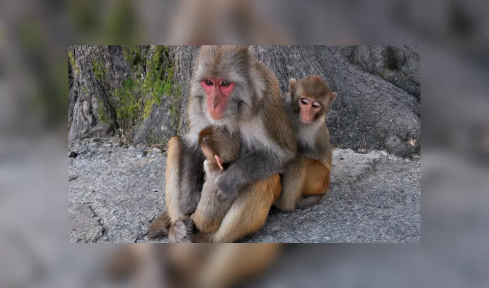 Facebook viral: madre macaco rompe en desgarrador llanto al creer que su bebé murió [FOTOS]