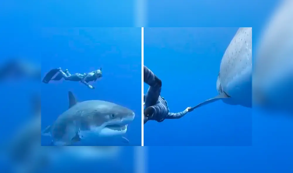 Desliza hacia la izquierda para ver el momento en que un tiburón nada al lado de un buzo en Estados Unidos. El video es viral en Facebook.