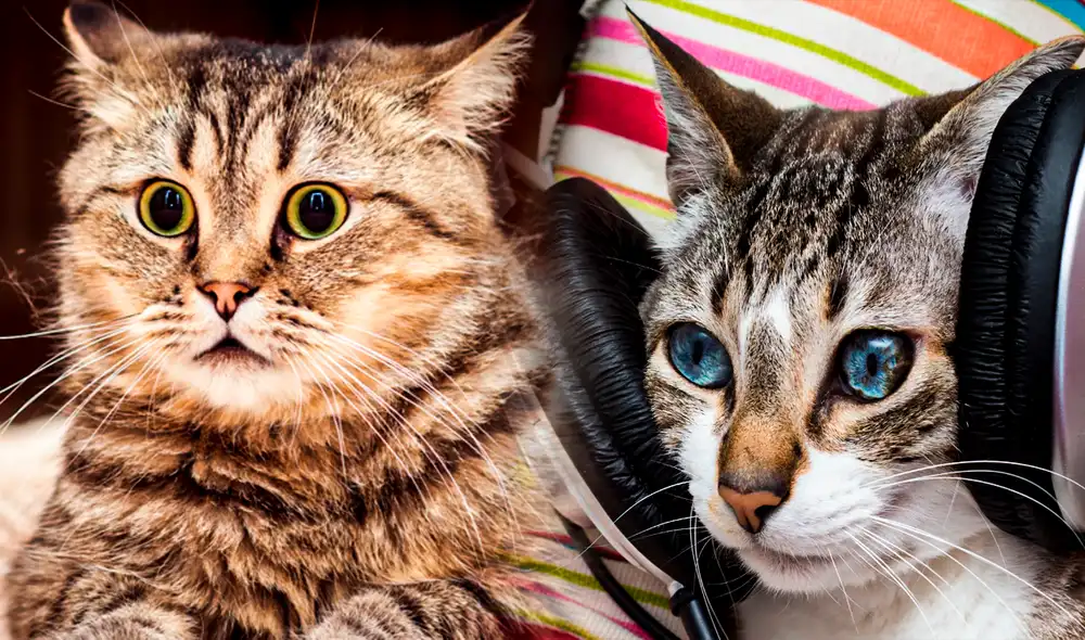 Los gatos también tienen un estilo de música que ayuda a tranquilizarlos y reducir su nivel de estrés. Foto: Composición LR/Computer hoy/Noti gatos