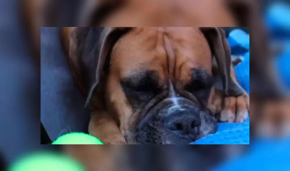 Bombero recata una caja del incendio y descubre que en el interior estaba una adorable criatura se es viral en Facebook. Bombero recata una caja del incendio y descubre que en el interior estaba una adorable criatura se es viral en Facebook.