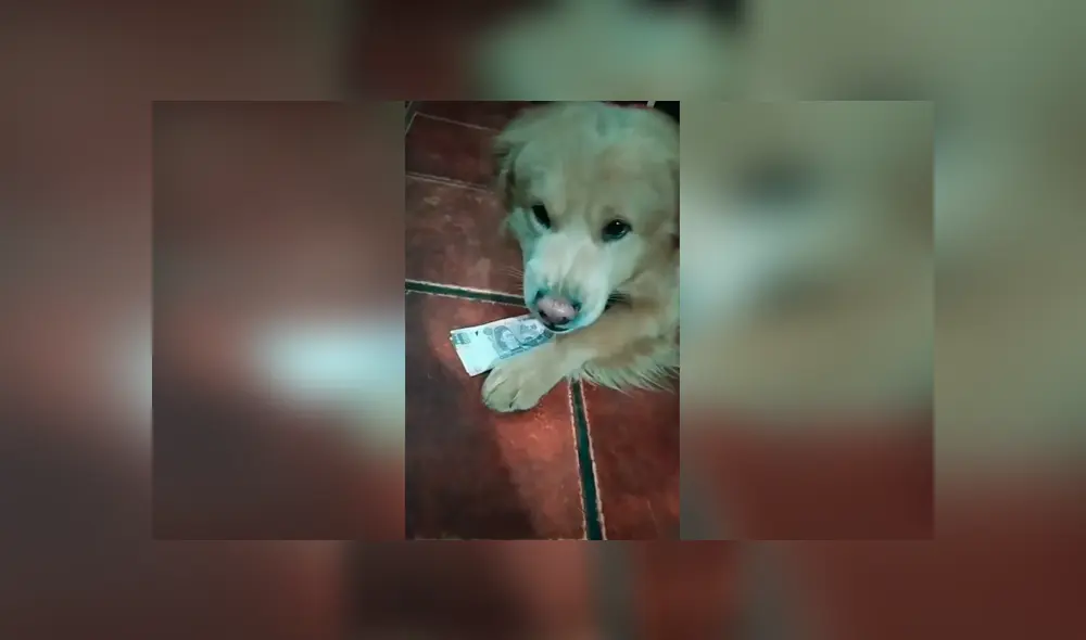 Desliza las imágenes hacia la izquierda para conocer la acción de un perro para vigilar el dinero de su dueña. Desliza las imágenes hacia la izquierda para conocer la acción de un perro para vigilar el dinero de su dueña.