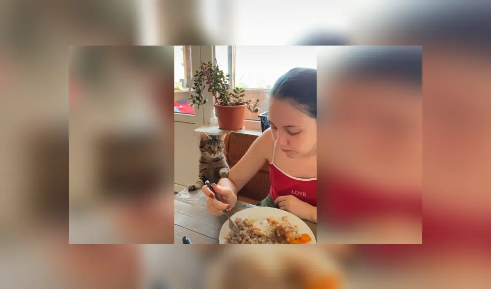Desliza las imágenes hacia la izquierda para apreciar la acción de un gato para que su dueña le invite comida. Foto: Captura. Desliza las imágenes hacia la izquierda para apreciar la acción de un gato para que su dueña le invite comida. Foto: Captura.