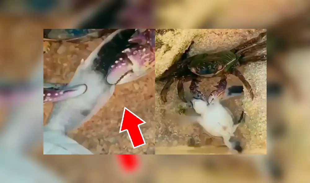 YouTube viral: tortuga bebé estuvo a punto de morir por un cangrejo, pero hizo esto [VIDEO]