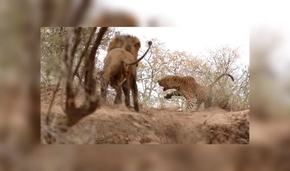 León ‘macho alfa’ se encuentra a leopardo dormido y lo ataca a traición; desenlace es desgarrador [VIDEO]