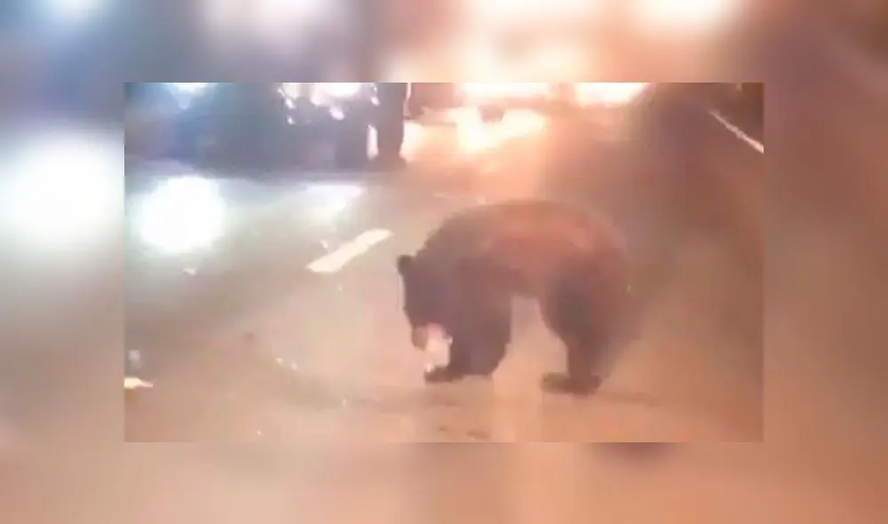 A través de YouTube, un video viral registró el instante en que tres enormes osos salvaron a una cría de morir atropellada en una peligrosa pista.
