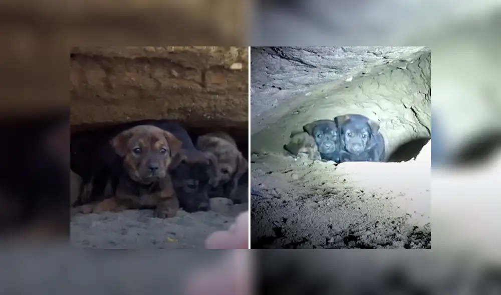 Vía Facebook. Los cachorros fueron encontrados en una cueva y llevados a un refugio de animales. Vía Facebook. Los cachorros fueron encontrados en una cueva y llevados a un refugio de animales.