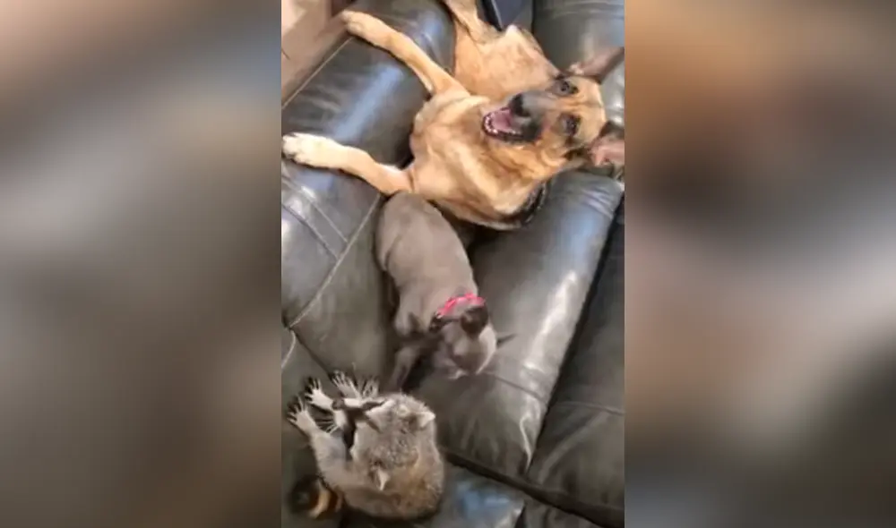 Desliza hacia la izquierda para ver las imágenes del video viral. Foto: captura de YouTube.