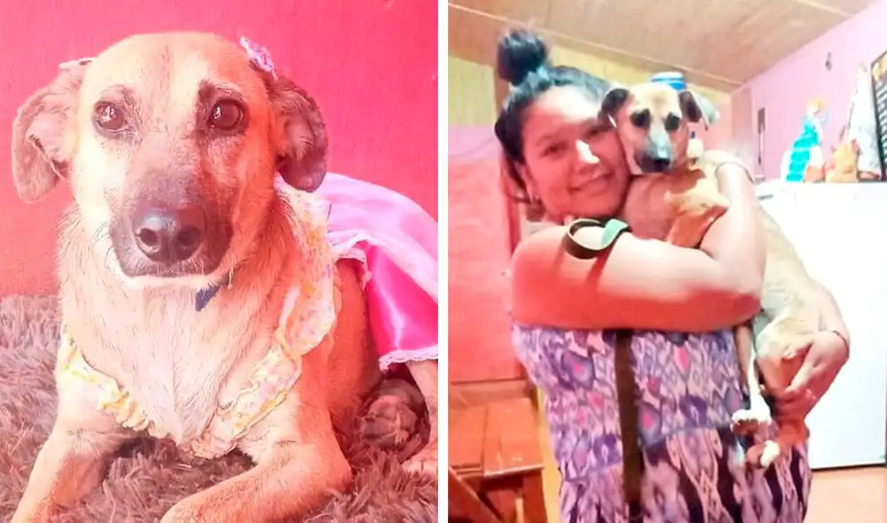 Desliza las imágenes para conocer el final feliz que consiguió una perrita llamada Cati tras ser adoptada. Foto: Misiones Online/ Referencial Desliza las imágenes para conocer el final feliz que consiguió una perrita llamada Cati tras ser adoptada. Foto: Misiones Online/ Referencial