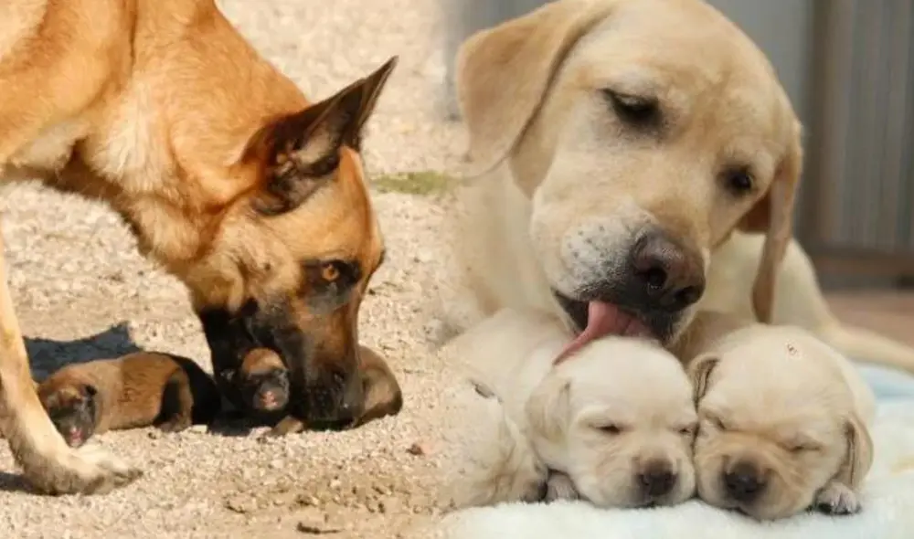 Las causas que llevan a un perro a comerse a sus crías son múltiples. Foto: composición de Fabrizio Oviedo/Experto Animal/Tu gato curioso