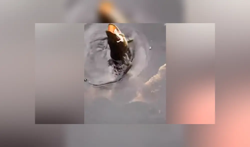 Hombre pesca un pez y extraña criatura emerge del río para devorar su presa [VIDEO] 