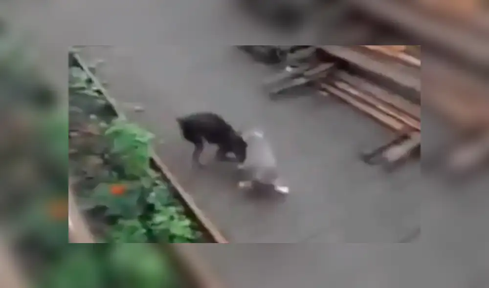 Facebook viral: perro quería evitar una pelea callejera de un gato y lo cargó hasta su casa [VIDEO]