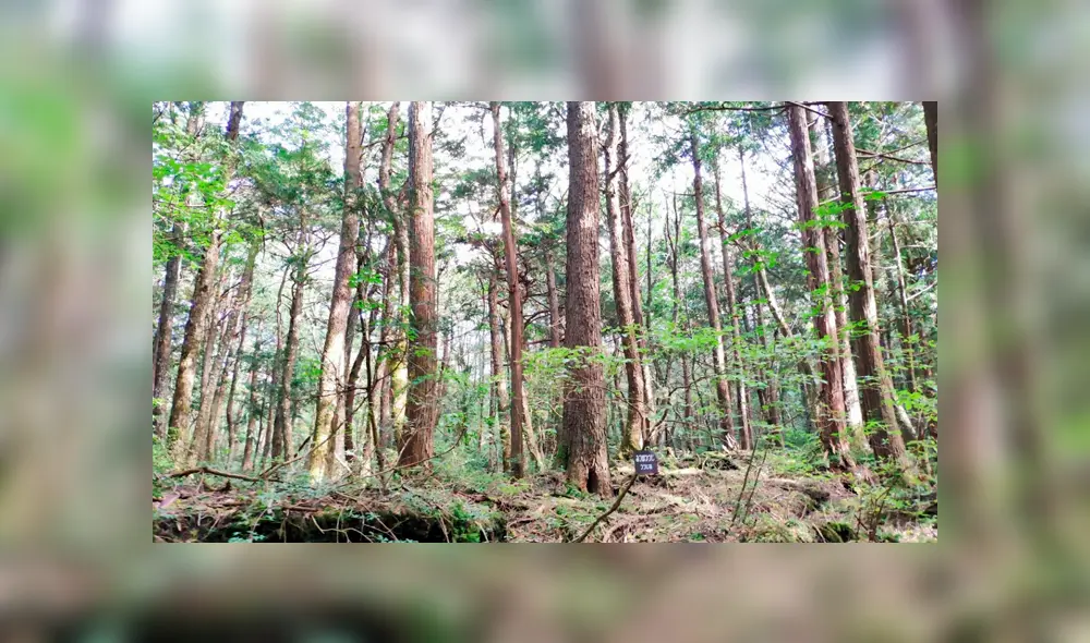 Google Maps: conoce todo sobre Aokigahara, el ‘bosque de los suicidios’ ubicado en Japón Google Maps: conoce todo sobre Aokigahara, el ‘bosque de los suicidios’ ubicado en Japón