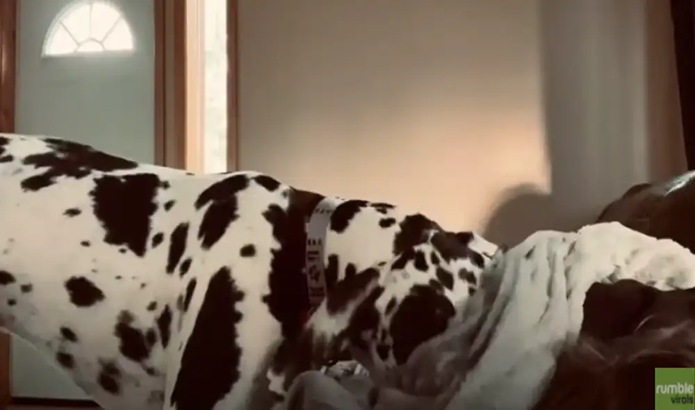 Desliza hacia la izquierda para ver las imágenes del video viral. Foto: Captura de YouTube.