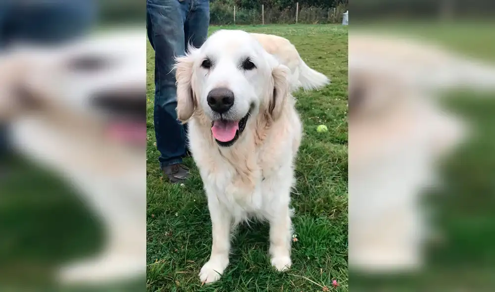 Desliza las imágenes para conocer la emotiva historia de Duncan que fue rescatado tras ser abandonado en la calle. Foto: Caters News/ Referencial Desliza las imágenes para conocer la emotiva historia de Duncan que fue rescatado tras ser abandonado en la calle. Foto: Caters News/ Referencial