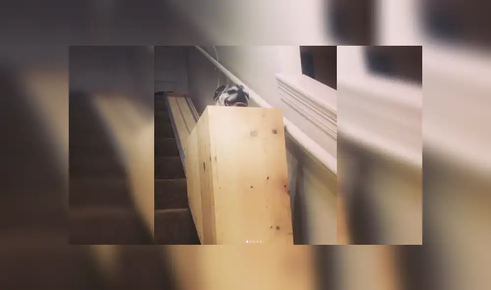 Desliza para ver más imágenes sobre este increíble invento que hizo una joven para sus mascotas. (Foto: captura) Desliza para ver más imágenes sobre este increíble invento que hizo una joven para sus mascotas. (Foto: captura)