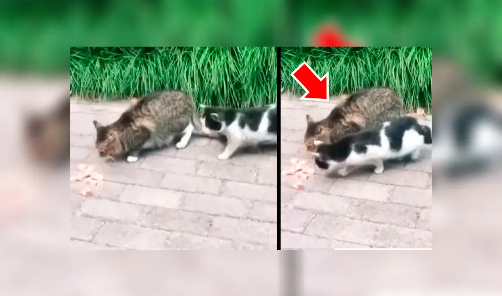 Gato intenta devorar comida de su amigo, pero este le da gran lección con graciosa reacción [VIDEO]