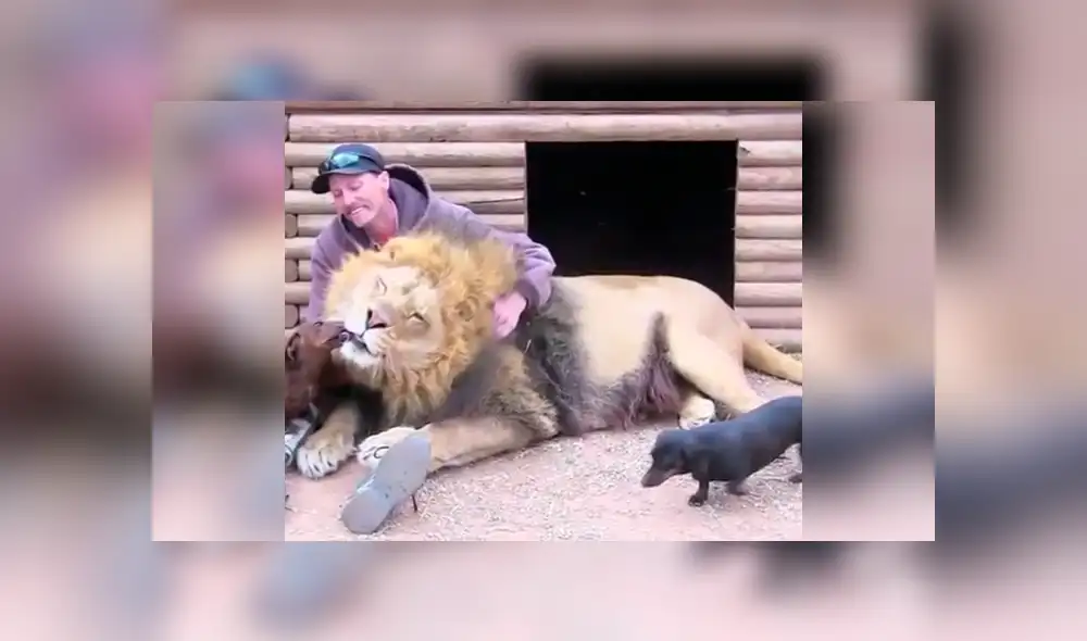 Facebook viral: valiente perro dentro de jaula de león asusta a usuarios [VIDEO]