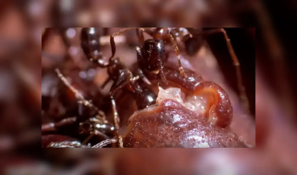 YouTube viral: hormigas carnívoras 'asesinaron' a cangrejo que salió del mar [VIDEO]