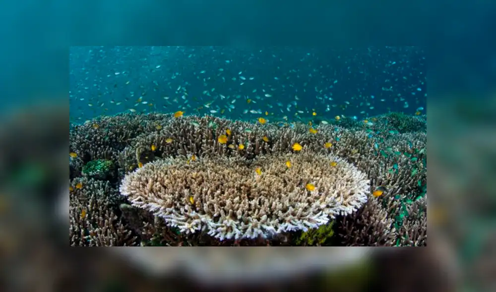 Debido al cambio climático, el alimento de los peces emigra hacia el norte del planeta Debido al cambio climático, el alimento de los peces emigra hacia el norte del planeta