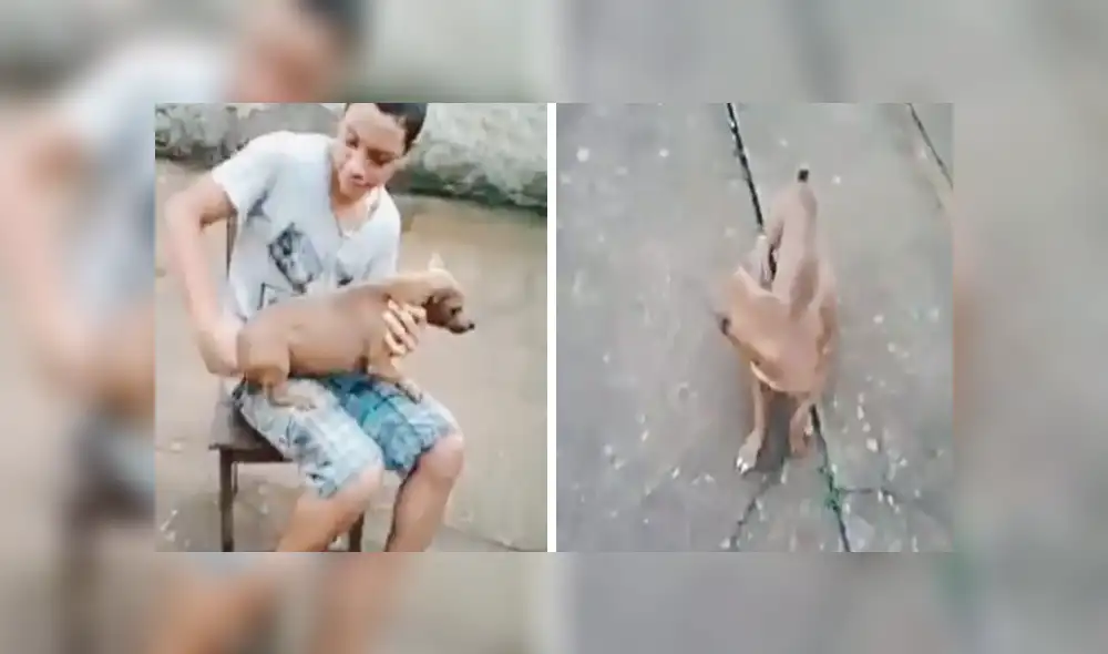 Facebook viral: graban a perro dando vueltas como 'trompo' cuando su dueño le da cuerda [VIDEO]