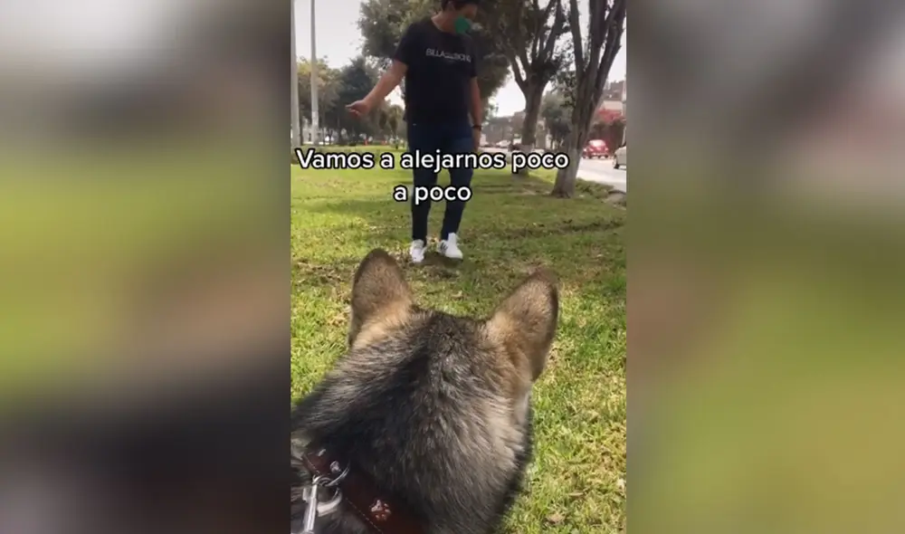 Desliza hacia la izquierda para ver más imágenes de este entrenamiento que ayuda a controlar la ansiedad en los perros. Foto: captura de TikTok Desliza hacia la izquierda para ver más imágenes de este entrenamiento que ayuda a controlar la ansiedad en los perros. Foto: captura de TikTok
