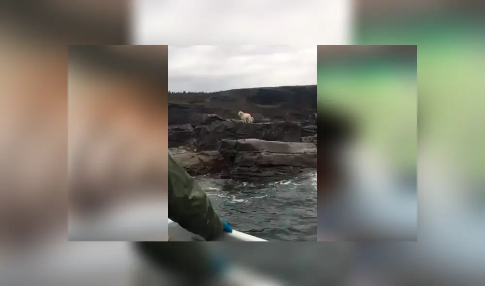 Un grupo de hombres detuvieron su pesca para rescatar a criatura.