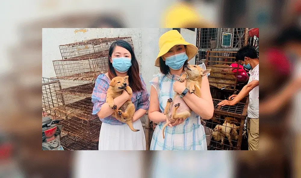 Humane Society International rescató a 10 cachorros de un mercado de Yulin. Foto: Daily Mail.