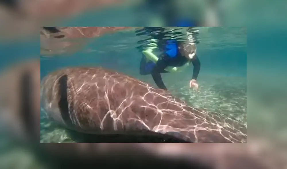 Desliza las imágenes para observar el curioso comportamiento de un manatí ante la presencia de un buceador. Desliza las imágenes para observar el curioso comportamiento de un manatí ante la presencia de un buceador.