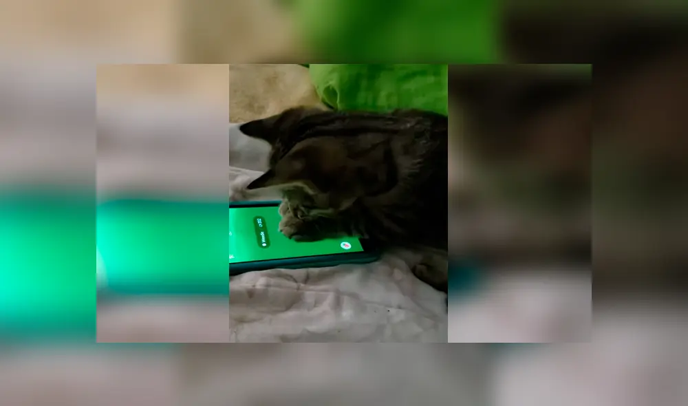 Video es viral en Facebook. Gato aprovechó la ausencia de su dueño para apropiarse de su celular y demostrar su gran destreza jugando Pokémon Go