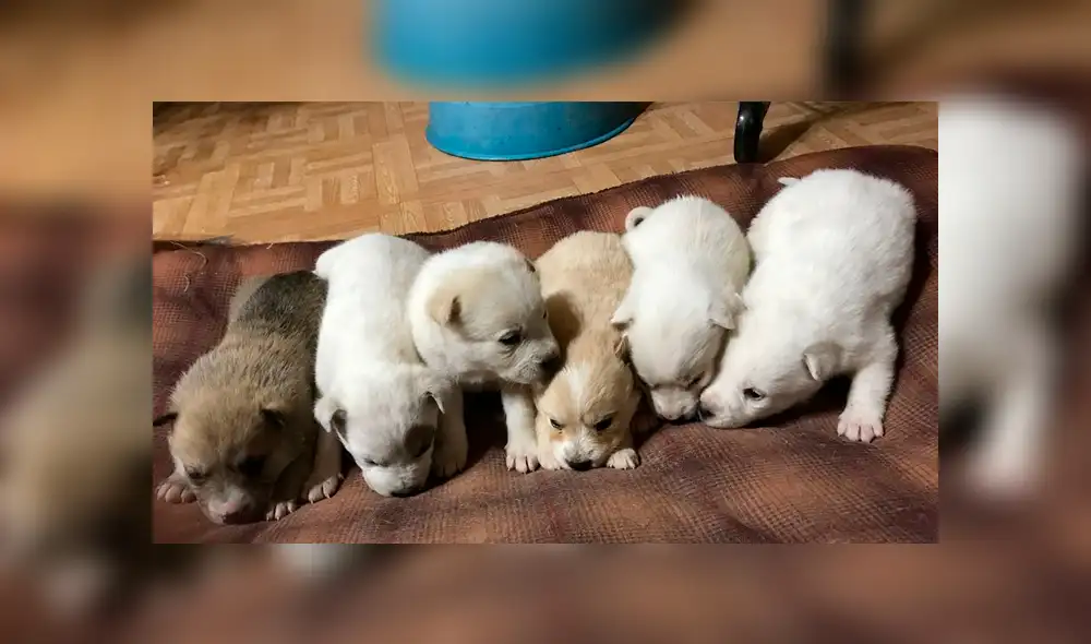 Desliza a la izquierda para saber más sobre este viral de Facebook. Foto: Captura.