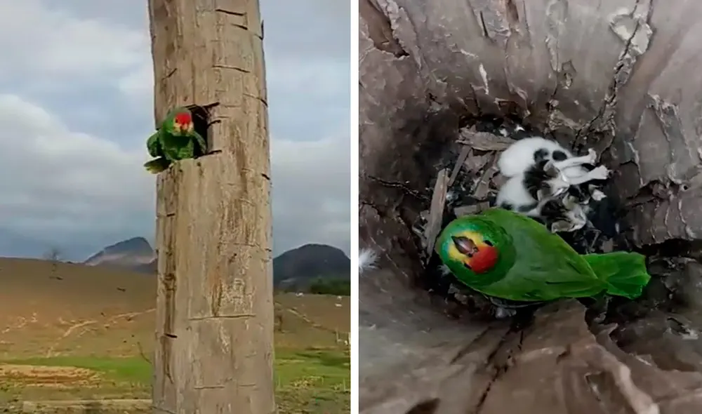 Debido a que su mascota desapareció por 3 noches seguidas, un hombre armó un plan para descubrir el misterio. Foto: composición LR/TikTok/@joseheber2