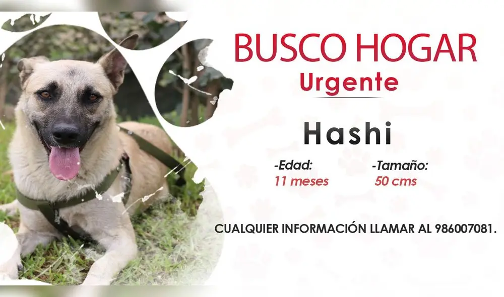 Perrito de 11 meses se encuentra en adopción responsable. Foto: composición/Hanslitt Cruzado Perrito de 11 meses se encuentra en adopción responsable. Foto: composición/Hanslitt Cruzado