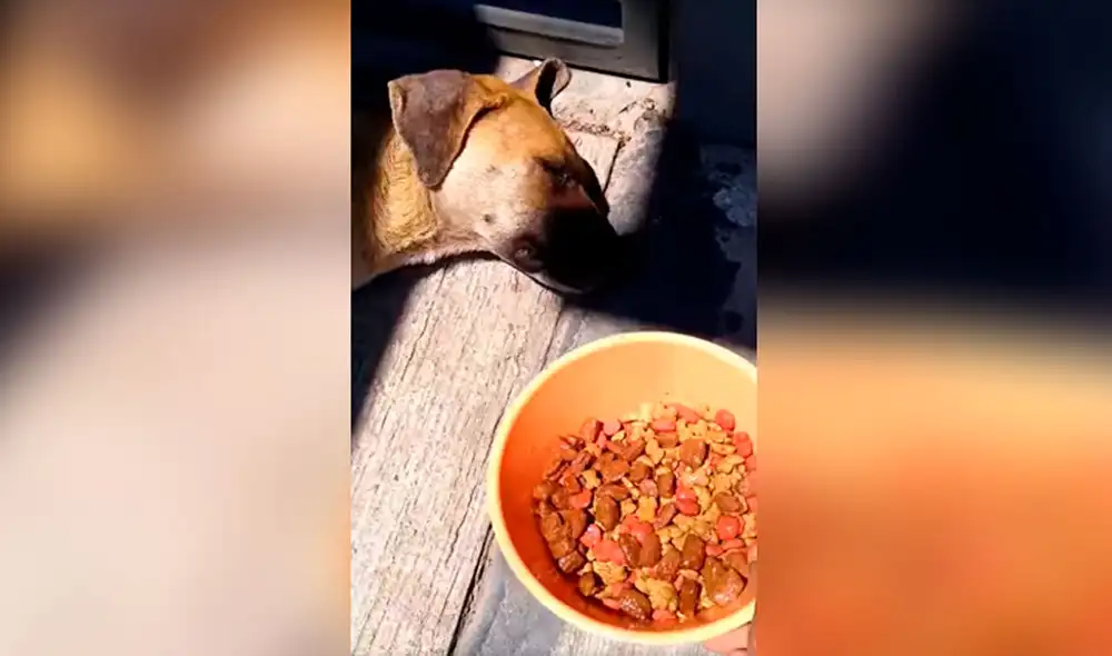 Desliza las imágenes para conocer el noble gesto que tuvo un joven al toparse con un indefenso perro en la calle. Fotocaptura: Facebook/ TikTok.