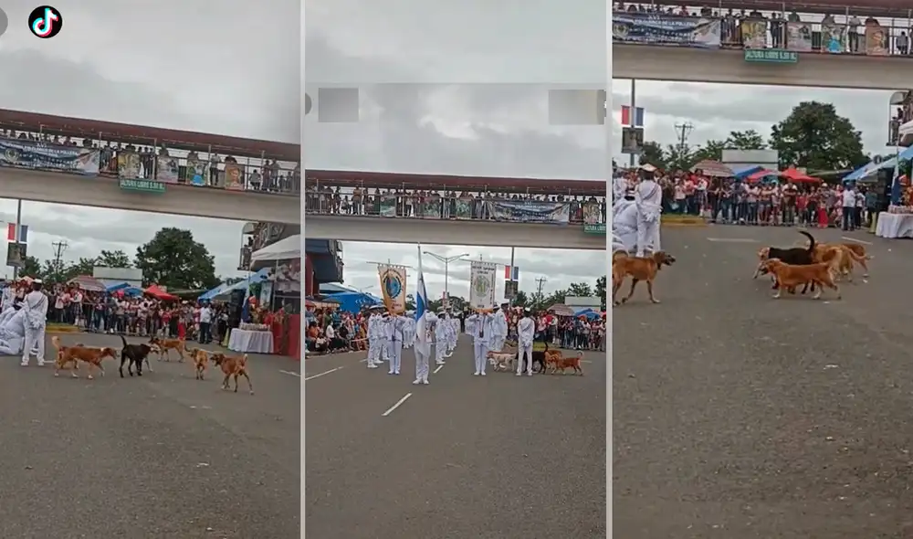 Los perritos acapararon todas las miradas del público del festival. Foto: composición de LR/captura de TikTok/@Anabarria44