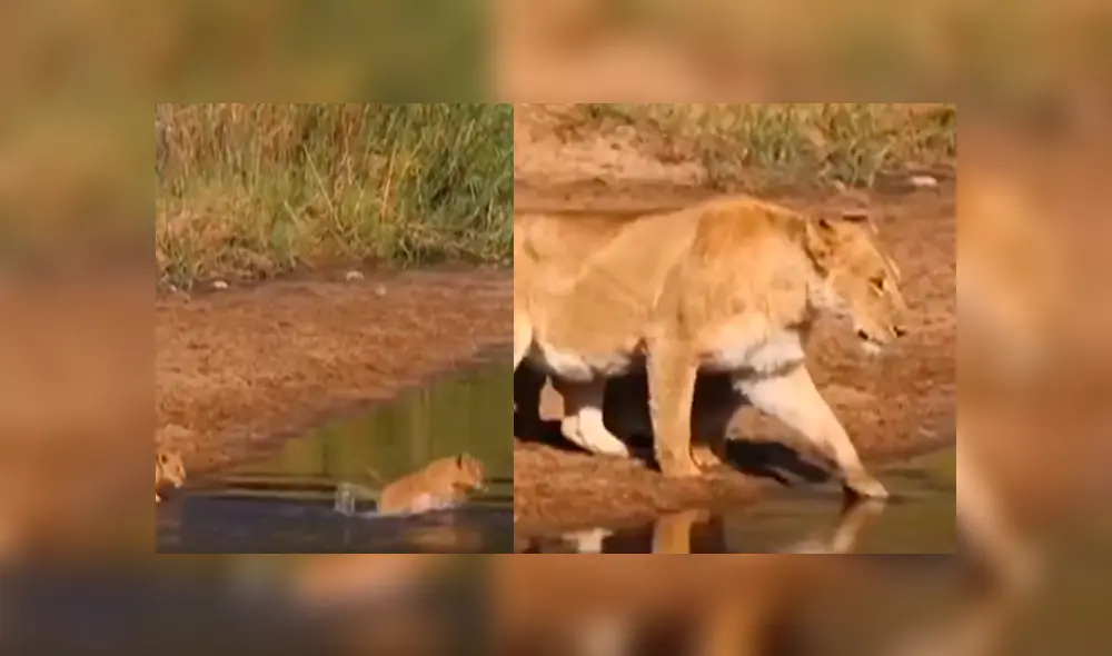 YouTube viral: turista que hacía safari en la selva graba conmovedor momento de familia de leones. YouTube viral: turista que hacía safari en la selva graba conmovedor momento de familia de leones.