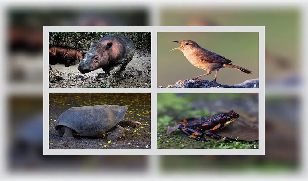 El rinoceronte de Sumatra, el chochín de la Clarión, la tortuga gigante española y la rana arlequín son algunos vertebrados terrestres al borde de la extinción. Foto: PNAS El rinoceronte de Sumatra, el chochín de la Clarión, la tortuga gigante española y la rana arlequín son algunos vertebrados terrestres al borde de la extinción. Foto: PNAS