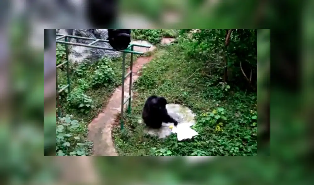 La peculiar conducta de un chimpancé ha causado sensación en YouTube La peculiar conducta de un chimpancé ha causado sensación en YouTube