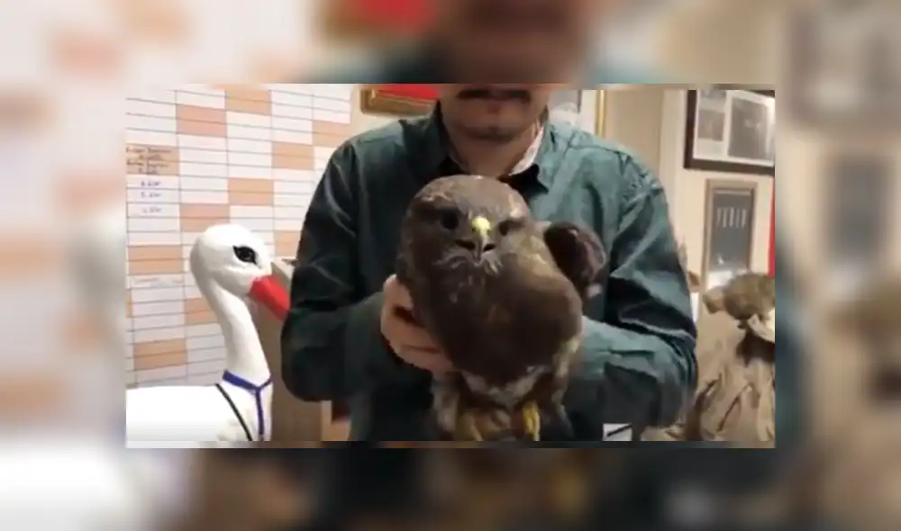 Vía YouTube. Pese a que el cuerpo del animal es sometido a diversos movimientos de un lado a otro, su cabeza se mantiene firme. Las imágenes han impresionado a más de uno