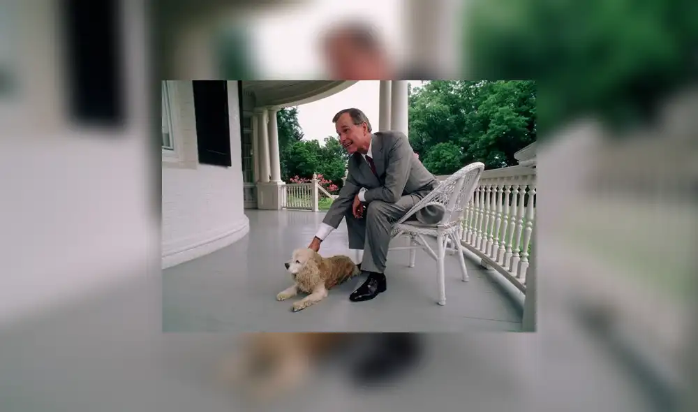 Estados Unidos: la conmovedora foto de Sully, el perro del expresidente George H.W. Bush [FOTOS]