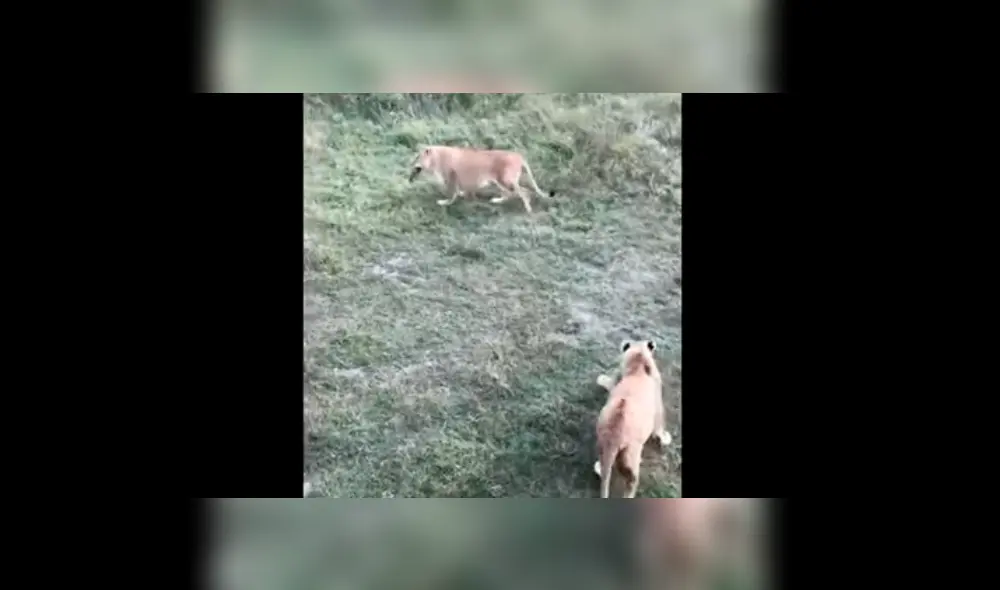 Cuidador de leones salva la vida de un felino bebé.