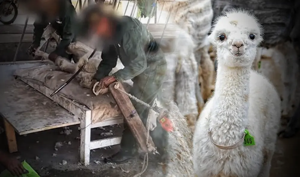 Alpacas. Maltrato animal. (Composición La República)