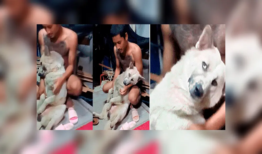 YouTube viral: perrito no quiso que dueño lo bañe y fingió su muerte [VIDEO]