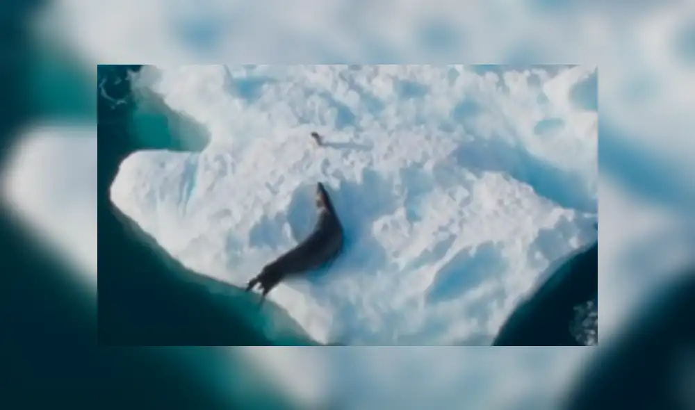 El león marino salió del agua y subió por el trozo de hielo para devorar al ave. Foto: BBC Earth El león marino salió del agua y subió por el trozo de hielo para devorar al ave. Foto: BBC Earth