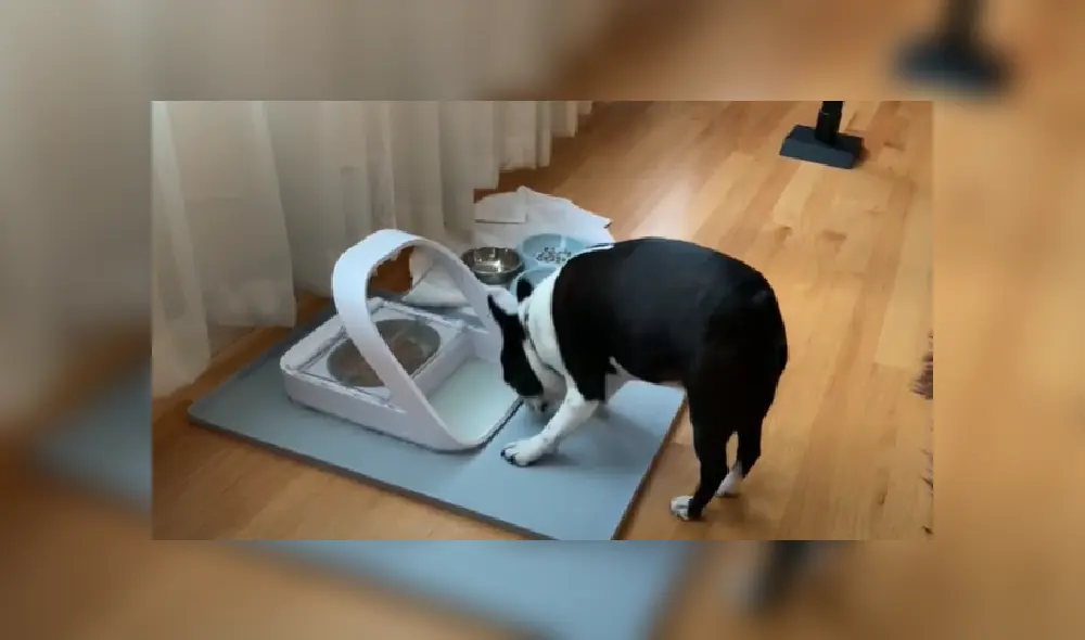 El resignado perro tuvo que irse sin poder probar un poco de la comida del gato. Desliza hacia la izquierda para ver más imágenes de la escena. El resignado perro tuvo que irse sin poder probar un poco de la comida del gato. Desliza hacia la izquierda para ver más imágenes de la escena.