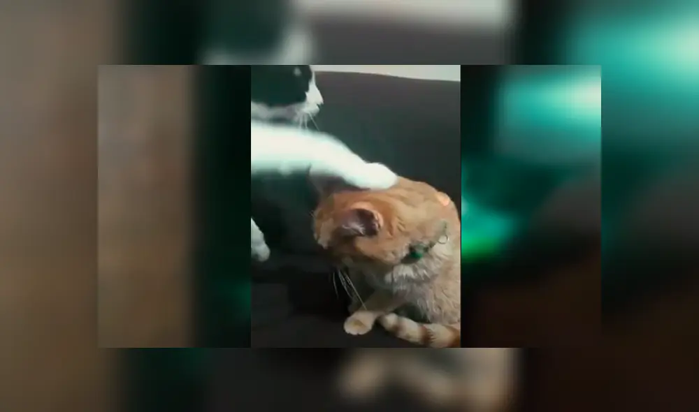 Desliza las imágenes hacia la izquierda para apreciar la actuación de los traviesos gatos con la canción de Pimpinela.